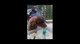 Thirsty dog drinks out of person's frappe