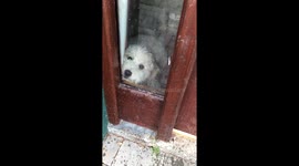 Dog likes to lick the window