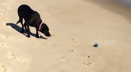 Funny dog plays fetch with Ocean