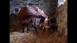 Baby cow, six hours old, washed by its mum