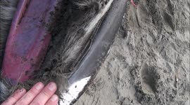 Humpback whale washes ashore in Seaside, OR. USA. FULL AUTOPSY and DISSECTION conducted and filmed