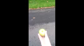 Adorable Squirrel eating an apple from a person's hand