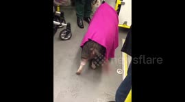 A pig takes the Tube