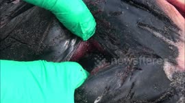 Beached Humpback Whale on Oregon Coast: part 2: EYEBALL REMOVAL AND DISSECTION