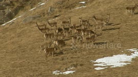 Nice footage of a herd of deer grazing in the Alps