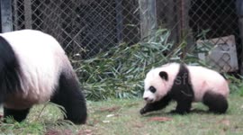 Giant panda cub enjoys its outdoor enclosure for the first time