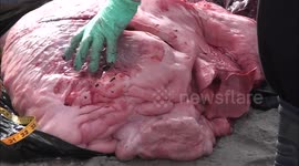 Rare footage of a Humpback Whale HEART being dissected