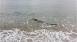 Saltwater crocodile invades Australian beach