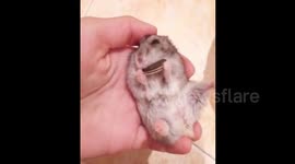 Tiny hamster eats sunflower seeds