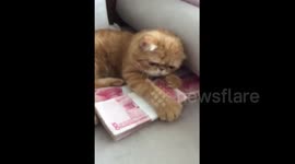 Cash-hungry cat guards money from would-be thieves