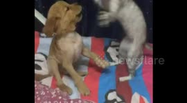 Why dogs shouldn't mess with cats