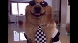 A talented golden retriever