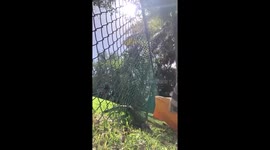 Kind-hearted man rescues iguana stuck in a Florida fence