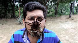 aranha golias sentada em dadeira.