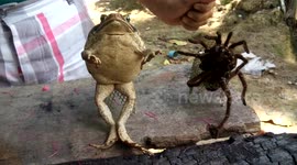 Toad and tarantula sit on chairs to 'protest against deforestation'