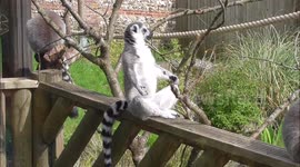 A lemur 'meditating' in the sun