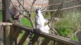 A lemur 'meditating' in the sun