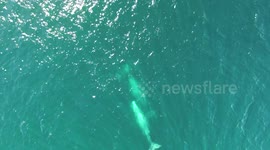 Whales celebrating Valentines Day early