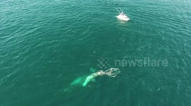Gray Whales and Dolphins playing
