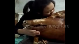 Woman enthusiastically eats whole pig's head