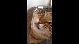 Cat drinking