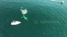 Drone captures Gray Whales and Dolphins playing