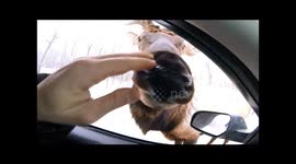 Huge elk licks camera
