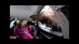 Little girl gets quite excited when large elk sticks its head in the car