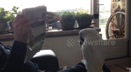 Harley the Cockatoo reading a Newspaper? Clean vers