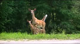 White Tail Doe and Fawns