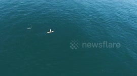 Dolphins greet paddleboarder