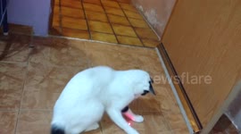 Cat goes mad trying to catch a laser