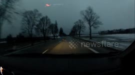 Doe on the road