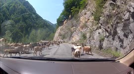 Goats and cows on the road