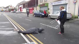 Sammy the Seal heads for some cod on Fish and Chip day 2018