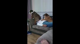 Dog sits on owners face
