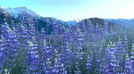Blooming amazing! Photographer captures best California super bloom in 6 years
