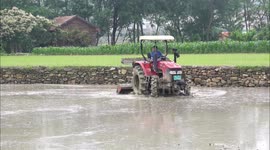 Farmers Plow Fields And Transplant Rice Seedlings in Yichang, China