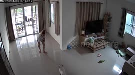 Pet French bulldog plays hide and seek with owner