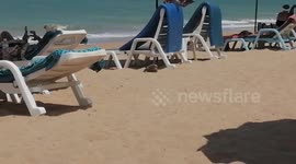 Wild monitor lizard crawls across beach packed with sunbathing tourists