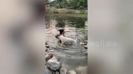 Protective pet dog drags owner out of water thinking she will drown