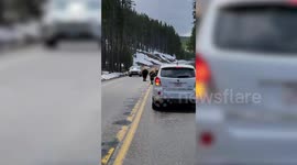 Bison herd builds up heavy traffic at Yellowstone National Park