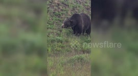 Grizzly bear ‘Split Lip 136’ feeds on grass as rain pours in Banff National Park