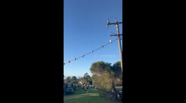 Rowdy cockatoo tips other cockatoos sitting on an electric wire