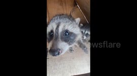 Racoon Tries to Steal and Bite The Phone in the Grodno Zoo, Belarus