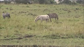 Rare albino zebra with blonde tail and mane spotted with black and white herd