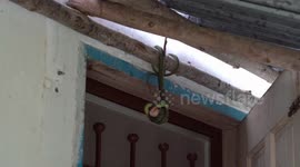 Gruesome moment snake devours entire live frog while hanging from ceiling