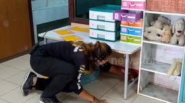 Eagle-eyed schoolboy spots 5ft long rat snake entering the classroom