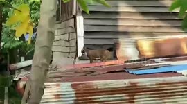 Monitor lizard rampages across roofs after escaping from floods in Thailand