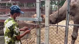 Hungry camel bites huge chunk off visitor's ear at Thai zoo